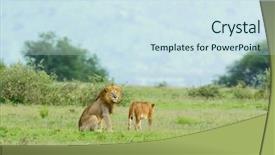  Presentation with male lion - Slide deck with name panthera leo or simba background and a sky blue colored foreground