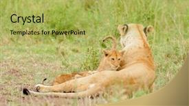  Presentation with lion - Beautiful theme featuring name panthera leo or simba backdrop and a yellow colored foreground