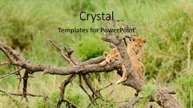  Presentation with scientific - Slides enhanced with name panthera leo or simba background and a  colored foreground