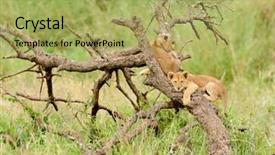  Presentation with scientific - Amazing theme having name panthera leo or simba backdrop and a  colored foreground