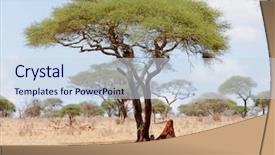  Presentation with scientific - PPT layouts consisting of name panthera leo or simba background and a sky blue colored foreground