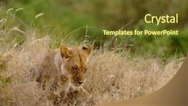  Presentation with scientific - Audience pleasing theme consisting of name panthera leo or simba backdrop and a  colored foreground