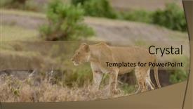  Presentation with scientific - PPT theme consisting of name panthera leo or simba background and a coral colored foreground