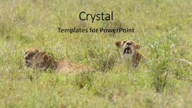  Presentation with landscapes of savanna serengeti tanzania - Cool new presentation theme with name panthera leo or simba backdrop and a yellow colored foreground