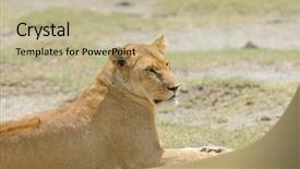  Presentation with name - Cool new PPT layouts with name panthera leo or simba backdrop and a  colored foreground