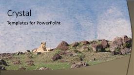  Presentation with rock - Colorful PPT theme enhanced with name panthera leo or simba backdrop and a  colored foreground