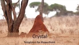  Presentation with termite - Beautiful slide deck featuring name panthera leo or simba backdrop and a  colored foreground