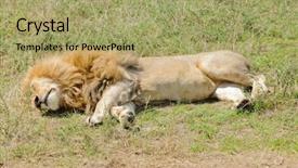  Presentation with male lion - Cool new PPT theme with name panthera leo or simba backdrop and a  colored foreground