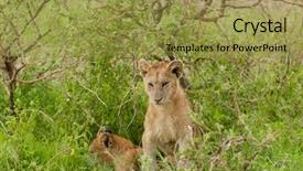  Presentation with landscapes of savanna serengeti tanzania - Colorful PPT theme enhanced with name panthera leo or simba backdrop and a  colored foreground