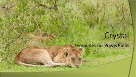  Presentation with name - Colorful PPT theme enhanced with name panthera leo or simba backdrop and a  colored foreground