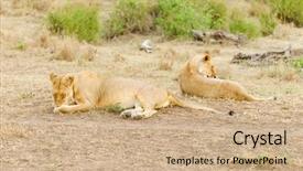  Presentation with name - Amazing PPT layouts having name panthera leo or simba backdrop and a  colored foreground