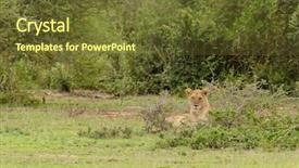  Presentation with trans pride - Slide deck having name panthera leo or simba background and a  colored foreground