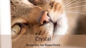  Presentation with cat - Theme with names faces - closeup of furry cat named background and a  colored foreground