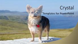  Presentation with traveller coffee - Beautiful presentation theme featuring nametag - chihuahua traveller against norwegian landscape backdrop and a light blue colored foreground
