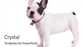  Presentation with puppy - Colorful PPT layouts enhanced with nametag - side view of a standing backdrop and a white colored foreground