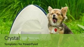  Presentation with dog - PPT theme having nametag - yawning chihuahua dog sitting near background and a seafoam green colored foreground