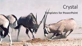  Presentation with drone fire fighting robot - Beautiful PPT theme featuring namibia etosha pan gemsbok fighting backdrop and a light gray colored foreground