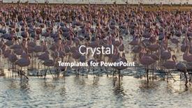  Presentation with birds - PPT theme featuring namibia-interesting-and-useful-birdwatching background and a dark gray colored foreground