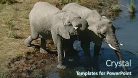  Presentation with african river - Amazing theme having namibia-two-african-bush-elephants backdrop and a tawny brown colored foreground
