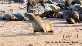  Presentation with africa tourism - Slide set featuring namibian-nature-reserve-sunny-cold background and a coral colored foreground