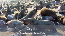  Presentation with africa tourism - Slide deck enhanced with namibian-nature-reserve-sunny-cold background and a gray colored foreground