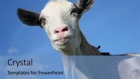  Presentation with nanny - PPT theme consisting of nanny goat - portrait background and a teal colored foreground