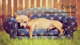  Presentation with filter - Beautiful presentation theme featuring nap - cute chihuahua napping backdrop and a coral colored foreground