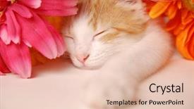  Presentation with hello kitty cute little kitten - Theme with nap between two colorful flowers background and a lemonade colored foreground