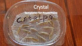  Presentation with seeds of faith - Amazing PPT theme having napkin in a plastic box backdrop and a tawny brown colored foreground