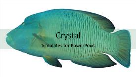  Presentation with maori - Audience pleasing PPT layouts consisting of napoleon fish maori wrasse isolated backdrop and a seafoam green colored foreground