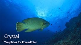  Presentation with maori - Colorful slide deck enhanced with napoleon fish maori wrasse backdrop and a navy blue colored foreground