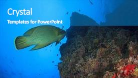  Presentation with maori - Cool new PPT theme with napoleon fish maori wrasse backdrop and a teal colored foreground