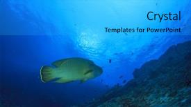  Presentation with maori - Slides enhanced with napoleon fish maori wrasse background and a light gray colored foreground