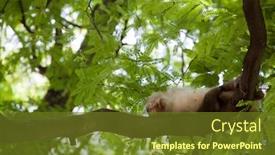  Presentation with phnom penh - Theme enhanced with the bottom of phnom background and a tawny brown colored foreground