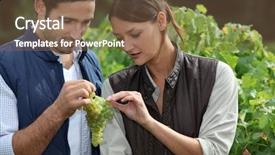  Presentation with grape vine - Audience pleasing presentation theme consisting of napza - couple examining grape vine backdrop and a  colored foreground