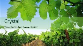  Presentation with napa - Amazing presentation having napza - grapevine plants in napa valley backdrop and a seafoam green colored foreground