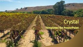  Presentation with napa - PPT theme having napza - vineyard landscape at napa valley background and a tawny brown colored foreground