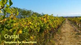  Presentation with napa - PPT layouts enhanced with napza - vineyard landscape at napa valley background and a tawny brown colored foreground