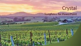  Presentation with vineyards - Amazing theme having napza - vineyards landscape at sunset backdrop and a lemonade colored foreground