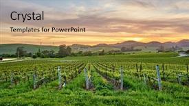  Presentation with vineyards - Colorful PPT theme enhanced with napza - vineyards landscape at sunset backdrop and a coral colored foreground