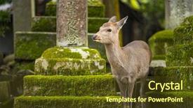  Presentation with deer - Audience pleasing PPT theme consisting of nara deer roam free backdrop and a tawny brown colored foreground
