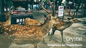  Presentation with vendor - Audience pleasing slide deck consisting of nara-july-2016-sika-deers backdrop and a gray colored foreground
