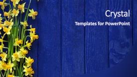  Presentation with narcissus - PPT theme having beautiful narcissus flowers on wooden background background and a navy blue colored foreground