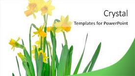  Presentation with narcissus - Slide deck with fresh narcissus isolated on white background and a white colored foreground