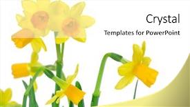  Presentation with narcissus - Slide deck having fresh narcissus isolated on white background and a white colored foreground