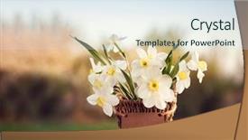  Presentation with narcissus - Cool new PPT layouts with narcissus flower spring flower backdrop and a lemonade colored foreground