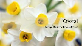  Presentation with narcissus - Presentation theme consisting of narcissus flowers background and a blonde colored foreground