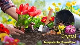 Presentation with garden - Colorful slide set enhanced with environment soil - planting spring flowers in sunny backdrop and a tawny brown colored foreground
