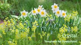 Presentation with narcissus - Colorful slides enhanced with narcissis - white and yellow narcissus backdrop and a tawny brown colored foreground