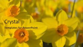  Presentation with yellow - Amazing slide set having narcissis - close up of yellow daffodils backdrop and a  colored foreground
